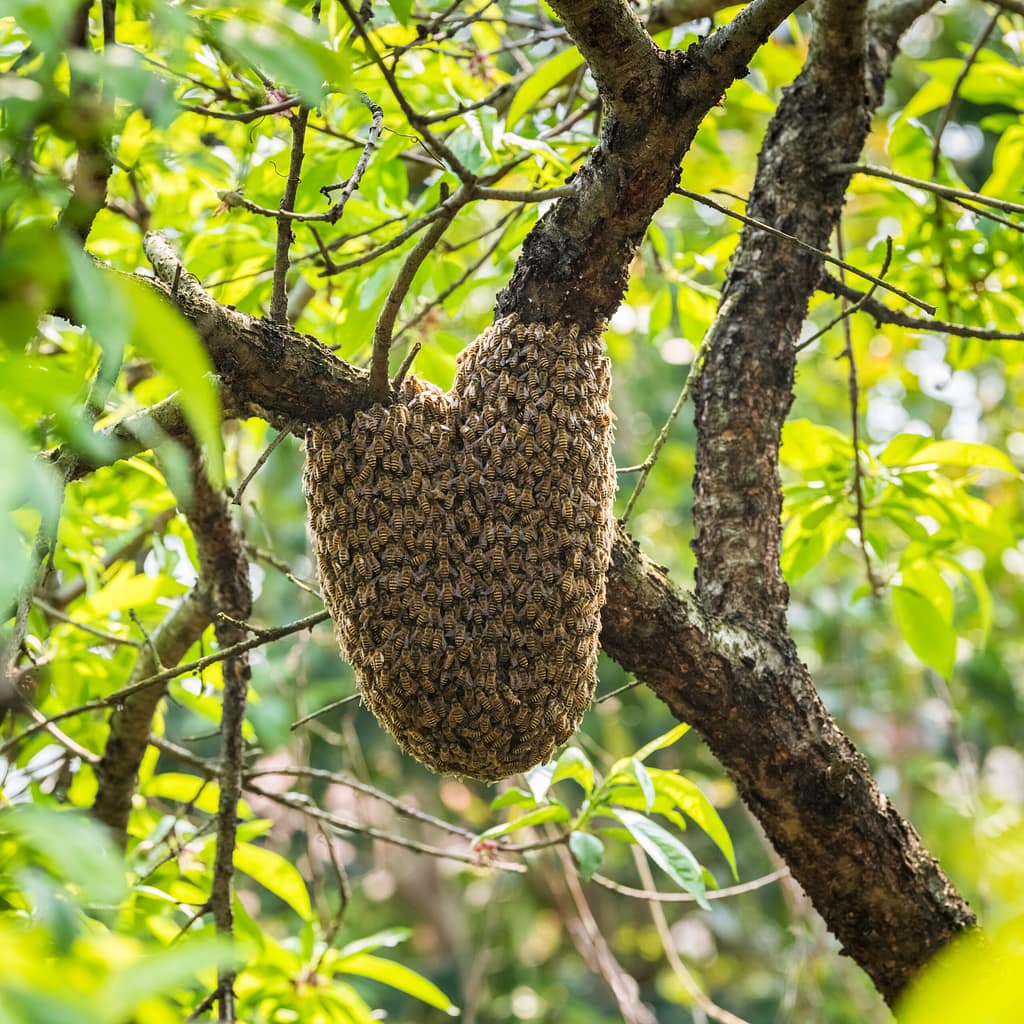 Bienenschwarm im Baum