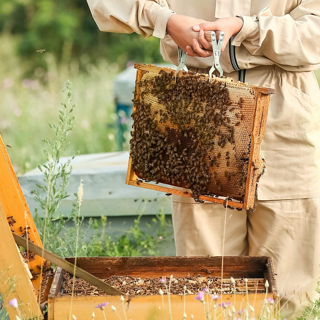 Imkerin entnimmt mit dem Wabenzieher ein Rähmchen