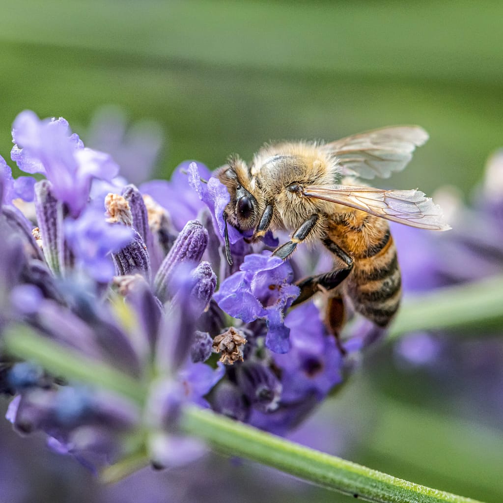 Bienenfreundlicher Garten
