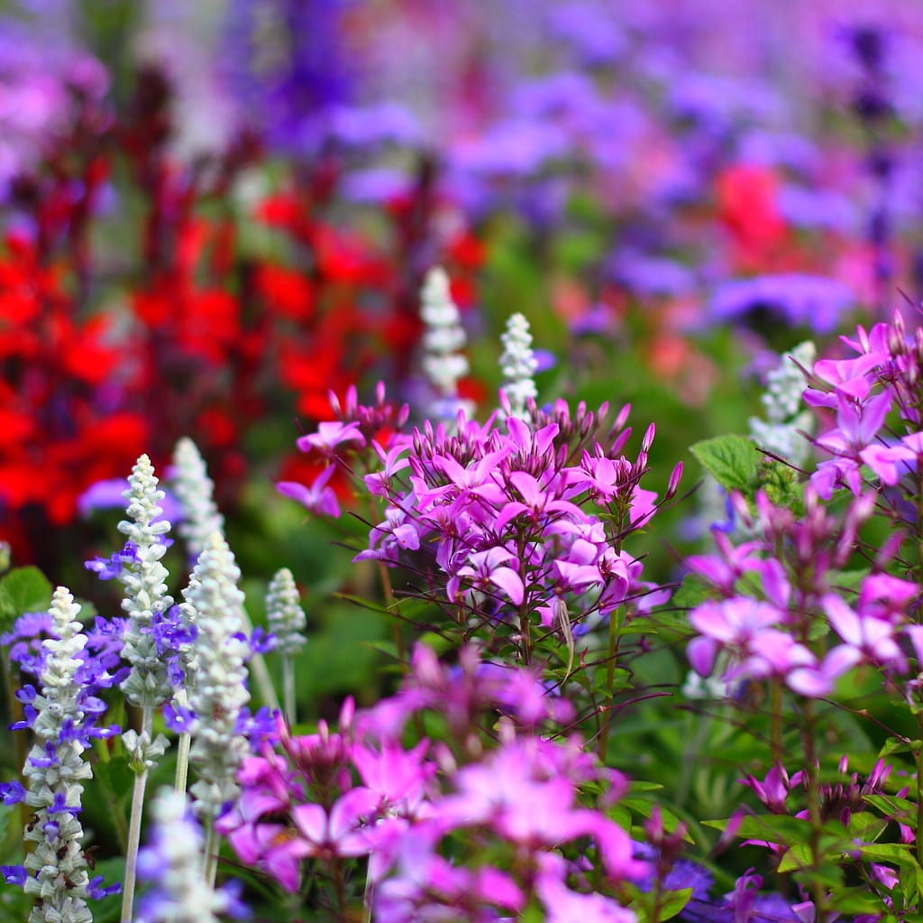 Bienenfreundlicher Garten