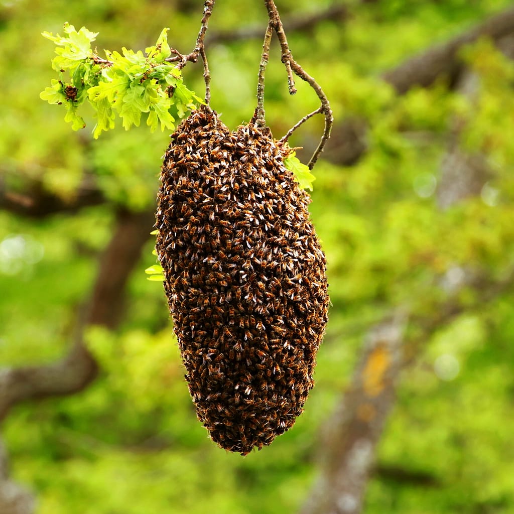 Bienenschwarm