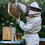 Imker, der am Bienenkasten arbeitet und einen Smoker benutzt.